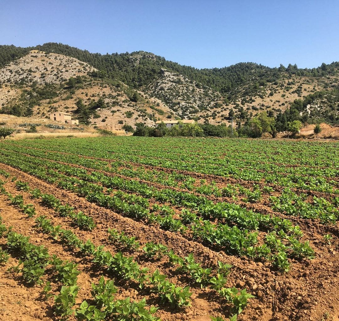 LaClimateria_Huerto_Lafabricadesolfa
