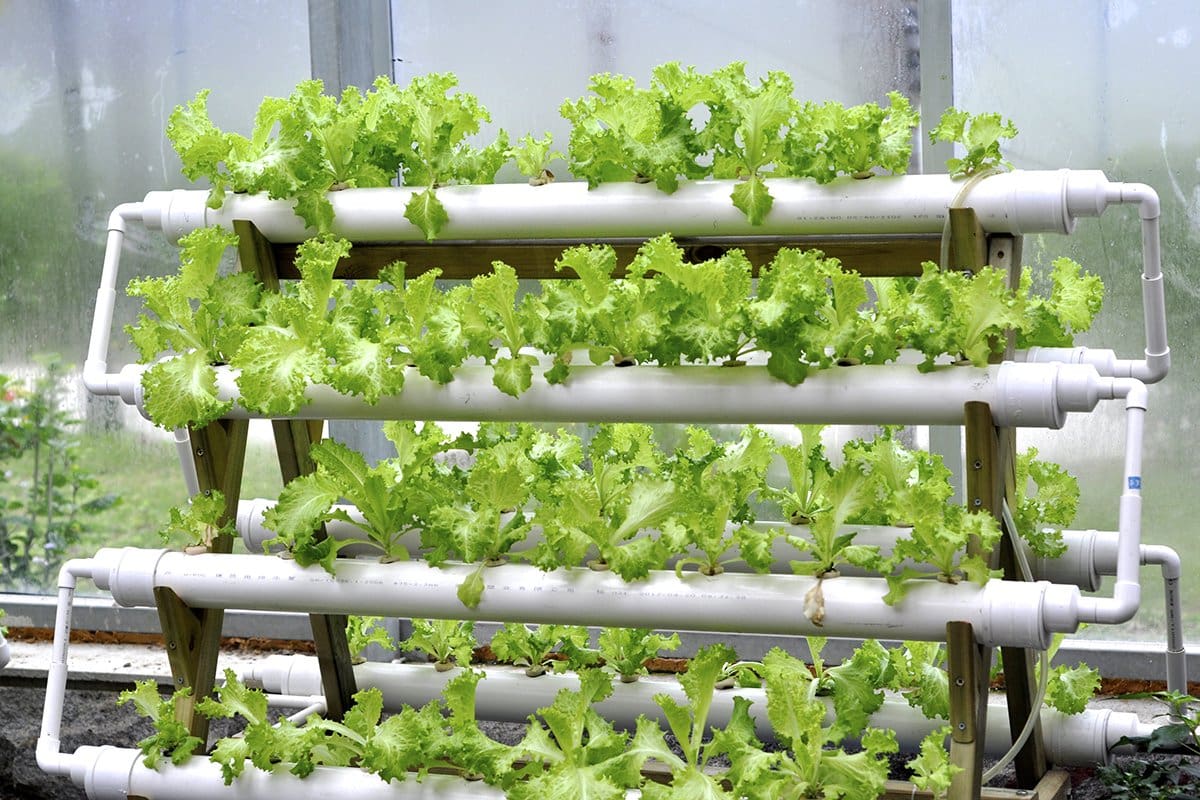Cultivo hidropónico